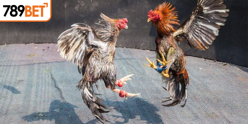 Cách để tham gia đá gà tại 789bet