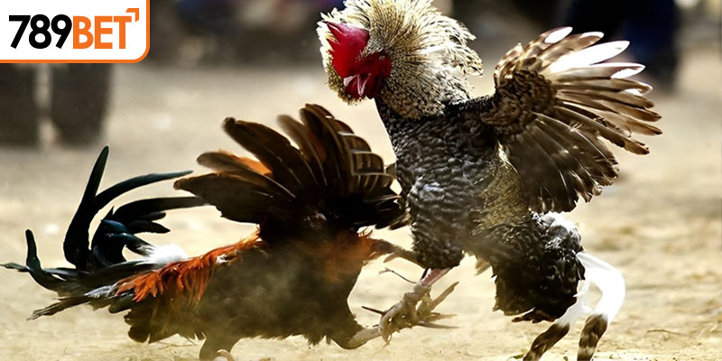 Hướng dẫn cách chọn gà tre đảm bảo thắng lớn