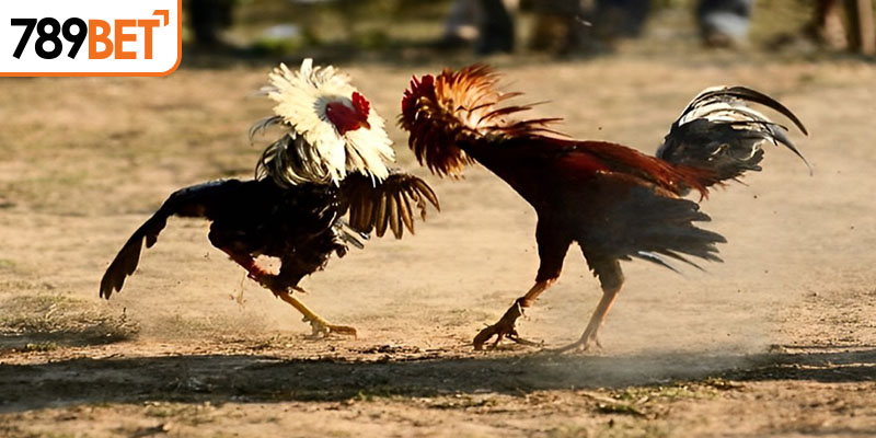 Luật đá gà chọi online cần nắm bắt